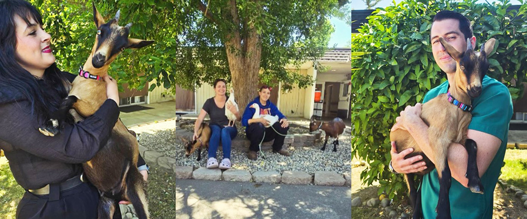 3 photos of people holding goats at Asbury Park