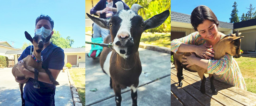 People and goats at Asbury park